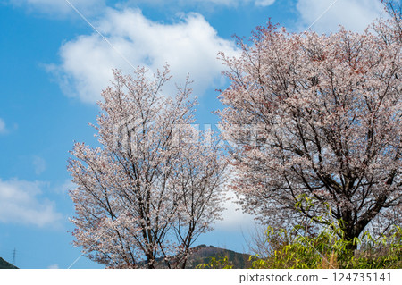 Mountain cherry blossoms in full bloom on top of a small hill Mountain cherry blossoms in full bloom on top of a small hill 124735141