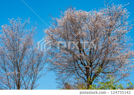 Mountain cherry blossoms in full bloom on top of a small hill Mountain cherry blossoms in full bloom on top of a small hill 124735142