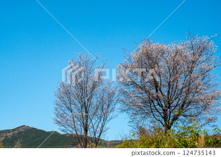 小山頂上盛開的山櫻花 小山頂上盛開的山櫻花 124735143