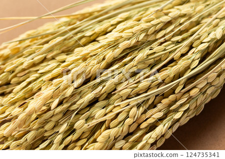 Rice panicle of rice Rice panicle of rice 124735341