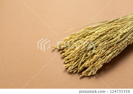 Rice panicle of rice 124735359