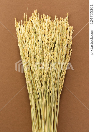 Rice panicle of rice 124735361