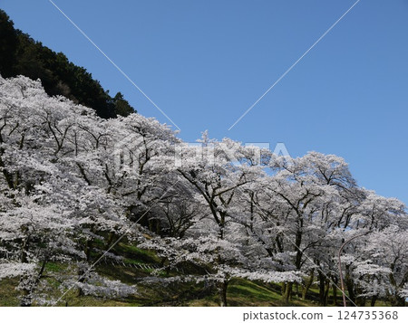 Cherry blossoms in full bloom shining in the blue sky 124735368