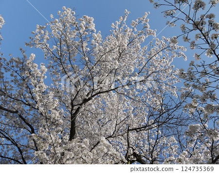 Cherry blossoms in full bloom shining in the blue sky 124735369