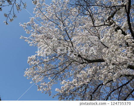 Cherry blossoms in full bloom shining in the blue sky 124735370