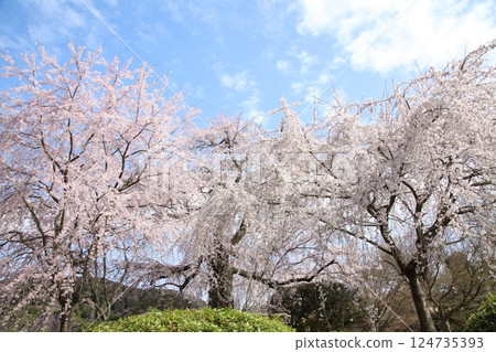 丸山公園 124735393