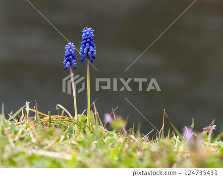 Muscari flowers blooming on the roadside 124735431