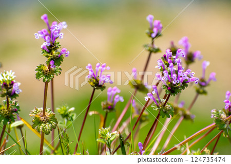 Many amplexicaule flowers blooming along the roadside Many amplexicaule flowers blooming along the roadside 124735474