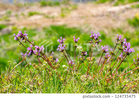 Many amplexicaule flowers blooming along the roadside 124735475