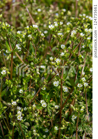 Many small white flowers of chickweed blooming Many small white flowers of chickweed blooming 124735661