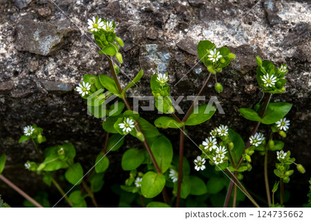 Many small white flowers of chickweed blooming Many small white flowers of chickweed blooming 124735662