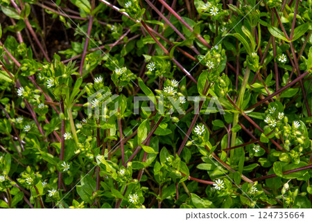 Many small white flowers of chickweed blooming 124735664