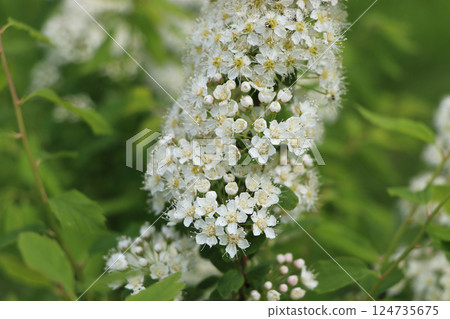 White spiraea meadowsweets bush in bloom. Buds and white flowers of germander meadowsweet. White spiraea meadowsweets bush in bloom. Buds and white flowers of germander meadowsweet. 124735675