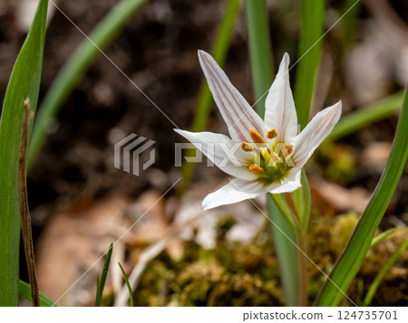 amana white flower 124735701