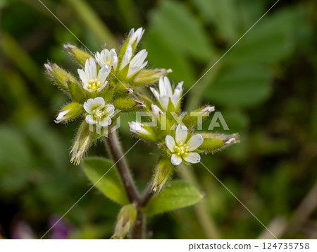 White flowers of the naturalized Dutch mouse-ear plant White flowers of the naturalized Dutch mouse-ear plant 124735758