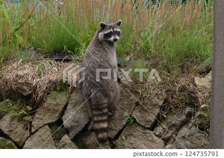 Raccoon climbs up the stone wall and looks back 124735791