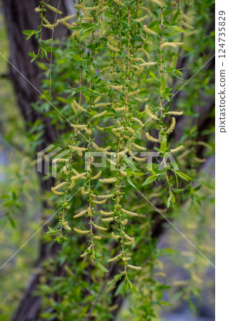 Weeping willow flowers blooming in early spring 124735829