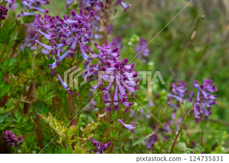 Poisonous plant Corydalis violet blooming in the grass 124735831