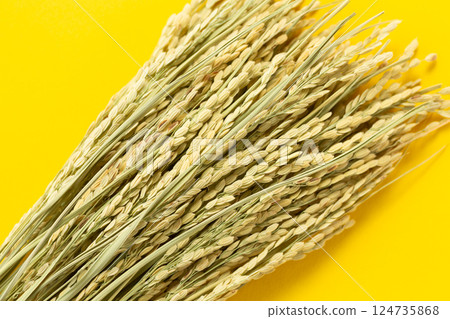 Rice panicle of rice Rice panicle of rice 124735868