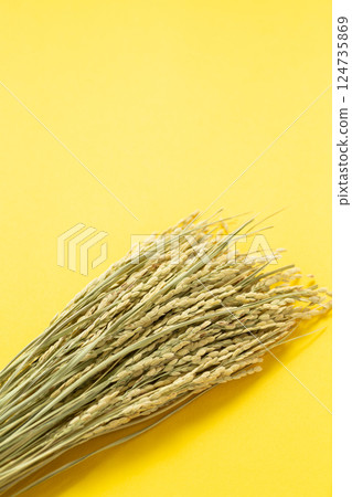 Rice panicle of rice 124735869