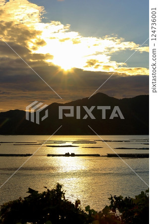 Oyster rafts floating on the sparkling sea Oyster rafts floating on the sparkling sea 124736001