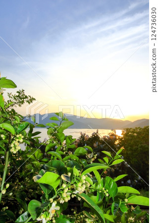 Early summer in Oshibajima, when tangerine flowers begin to bloom Early summer in Oshibajima, when tangerine flowers begin to bloom 124736030