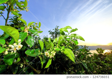 Early summer in Oshibajima, when tangerine flowers begin to bloom Early summer in Oshibajima, when tangerine flowers begin to bloom 124736031