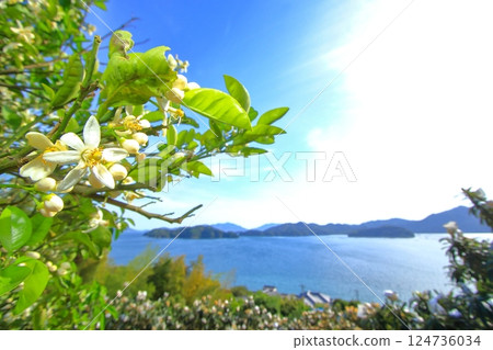 Oshiba Island in early summer when mandarin orange flowers bloom Oshiba Island in early summer when mandarin orange flowers bloom 124736034