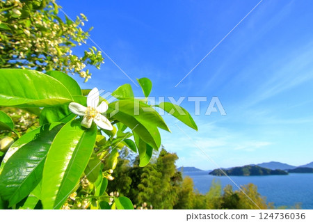Mandarin orange flowers with a sweet scent all over the island Mandarin orange flowers with a sweet scent all over the island 124736036