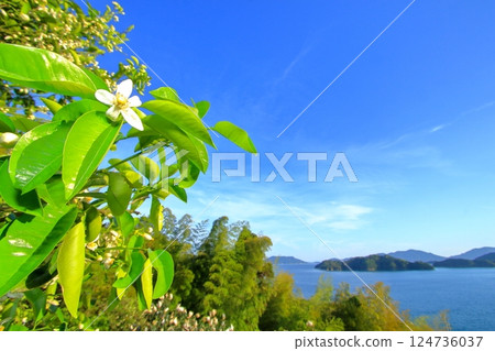 Mandarin orange flowers with a sweet scent all over the island Mandarin orange flowers with a sweet scent all over the island 124736037