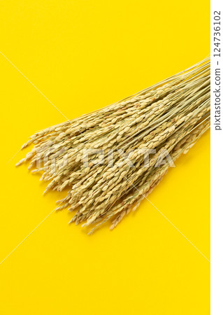 Rice panicle of rice Rice panicle of rice 124736102
