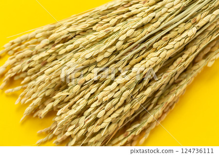 Rice panicle of rice 124736111