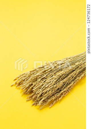 Rice panicle of rice 124736172