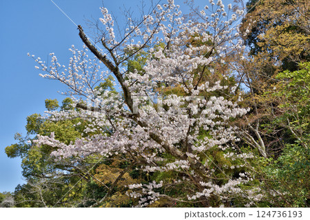 Iwashimizu Cherry blossoms at Hachimangu Shrine 124736193