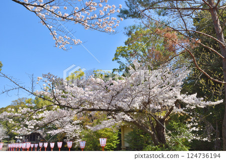 Iwashimizu Cherry blossoms at Hachimangu Shrine 124736194
