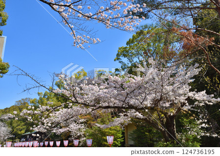 Iwashimizu Cherry blossoms at Hachimangu Shrine 124736195