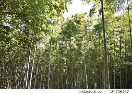 石清水八幡宮的竹林 124736197