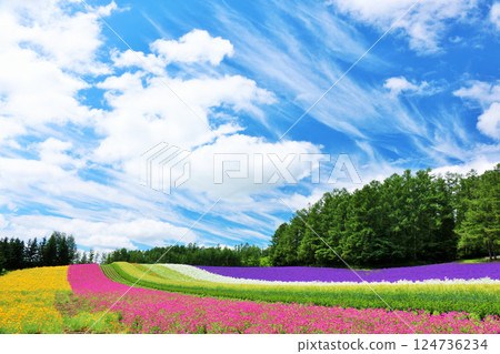 北海道藍天的富良野，美麗的花田 124736234