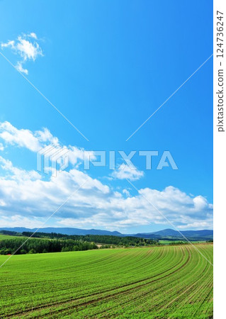 Hokkaido summer blue sky and Biei landscape 124736247