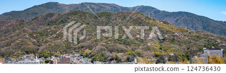 山裡的春天，野櫻花盛開，新芽初現（全景照片） 124736430