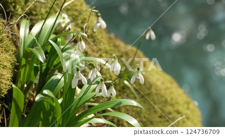 Snowdrops Mossy Rock Spring Bloom: Early spring wildflowers growing on moss-covered rocks near water. Snowdrops Mossy Rock Spring Bloom: Early spring wildflowers growing on moss-covered rocks near water. 124736709