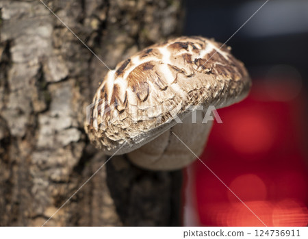 Haruki Shiitake 124736911