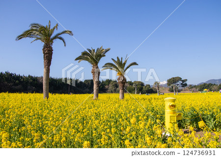 油菜花田 黃色的幸福信箱 124736931