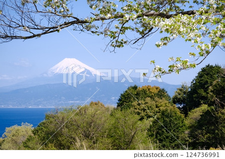 初秋，海對岸可見白雪皚皚的富士山，櫻花盛開 124736991