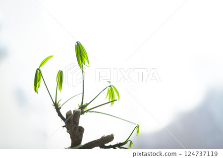 發財樹新葉 124737119