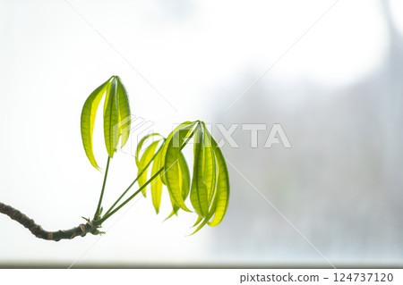 發財樹新葉 發財樹新葉 124737120