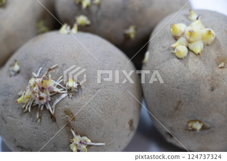Buds of potatoes Buds of potatoes 124737324