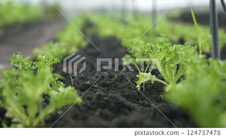 Slider of Childrens edible growth vegetable garden, vitamins healthy biological homegrown spring organic 124737478