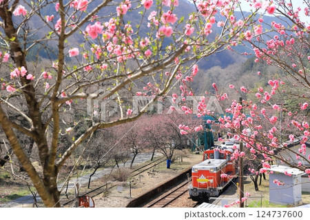 Watarase Keikoku Railway "Kobe Station in late March with peach blossoms in bloom" 124737600