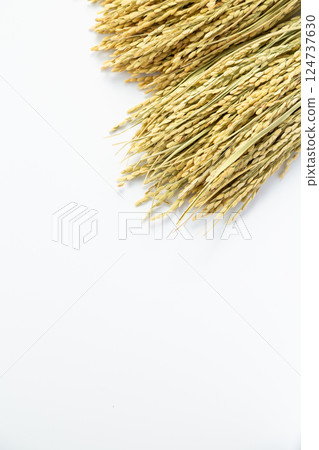 Rice panicle of rice 124737630